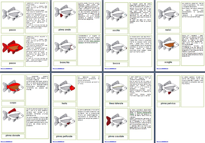 Nomenclature Montessori per le parti del pesce