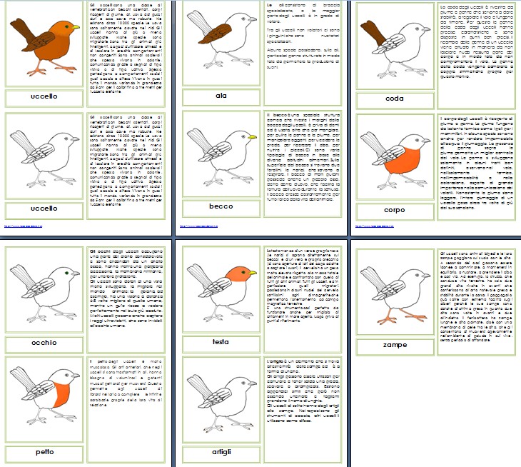 Nomenclature Montessori per le parti dell'uccello