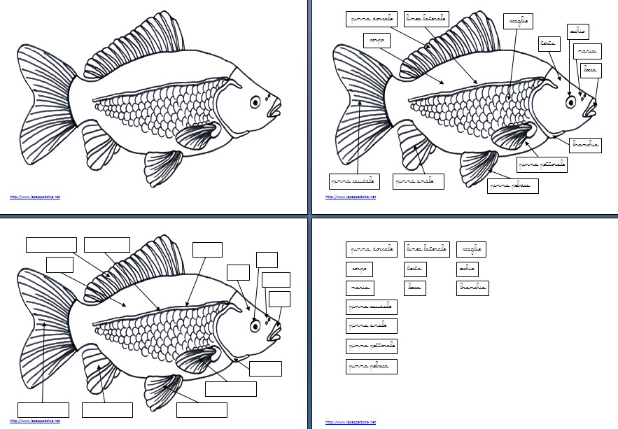 Nomenclature Montessori per le parti del pesce
