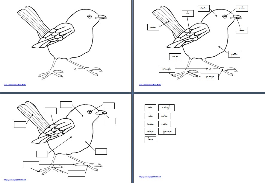 Nomenclature Montessori per le parti dell'uccello per bambini della scuola d'infanzia (immagine, nome, immagine e nome) e per la scuola primaria (immagine, nome, definizione) pronte per il download e la stampa in formato pdf.