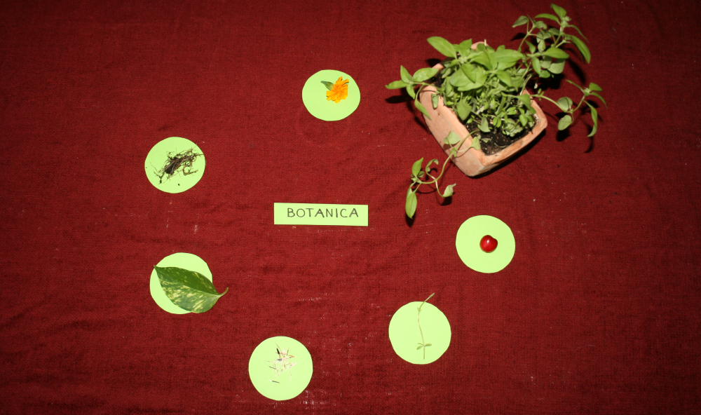 Introduzione alla Botanica col metodo Montessori